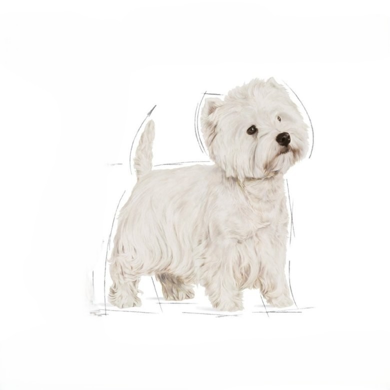 Highland white terrier